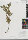 Foto von Salix hastata L.